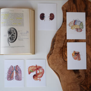 10er Kartenset, Anatomie