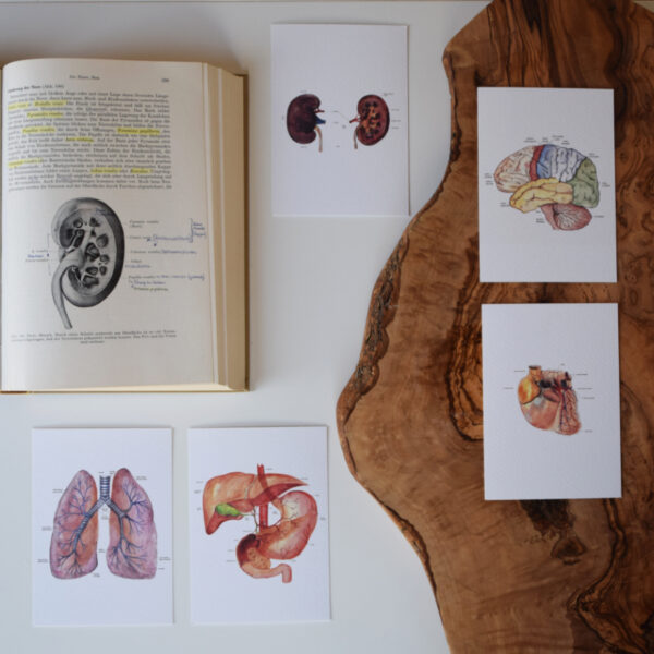 10er Kartenset, Anatomie