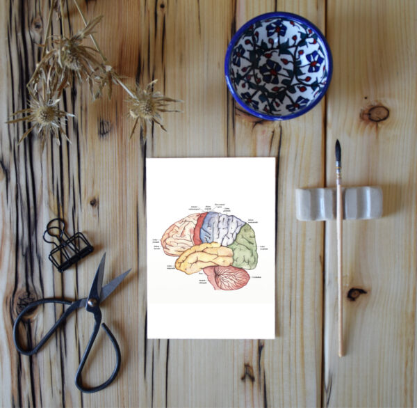 Anatomische Darstellung des Gehirns