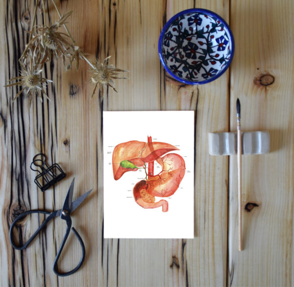 Anatomische Darstellung einiger Bauchorgane
